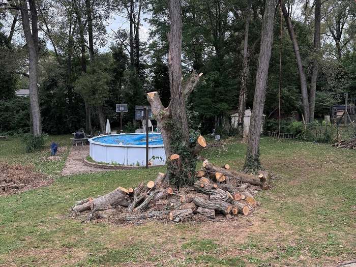 Cut logs stacked around a fresh stump next to an above-ground pool.