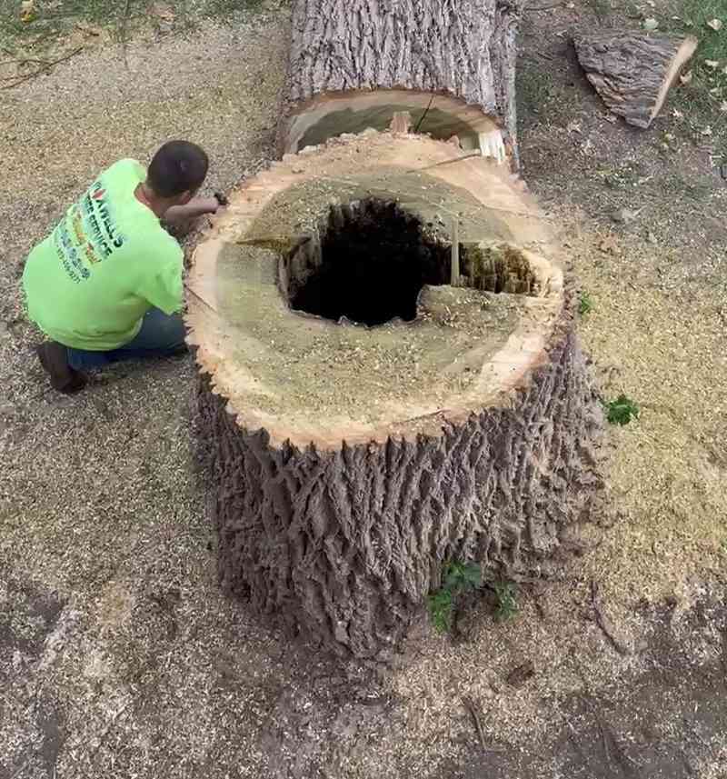 A worker in a Maxwell's hi-vis shirt kneeling beside a large felled trunk cut open to reveal it is completely hollow inside.